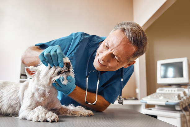 Best Holiday Emergency Dentist in Rollingwood, CA